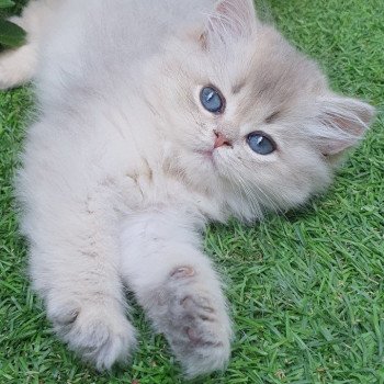 chaton British Longhair blue golden shaded Lolipop Paris Royal Cattery