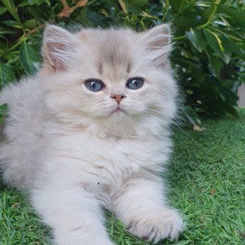 chaton British Longhair blue golden shaded Lolipop Paris Royal Cattery