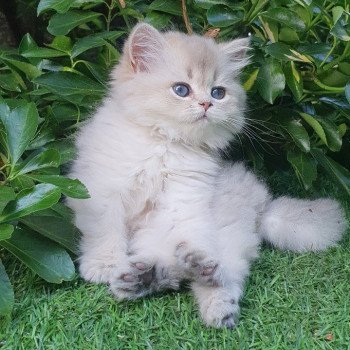 chaton British Longhair blue golden shaded Lolipop Paris Royal Cattery