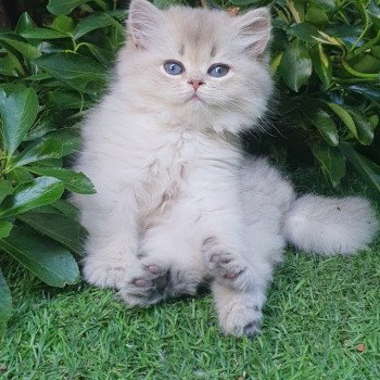 chaton British Longhair blue golden shaded Lolipop Paris Royal Cattery