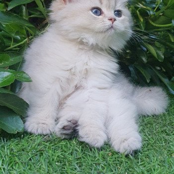 chaton British Longhair blue golden shaded Lolipop Paris Royal Cattery