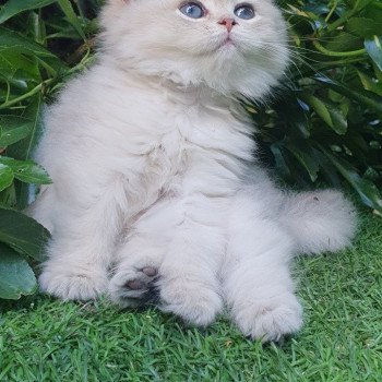 chaton British Longhair blue golden shaded Lolipop Paris Royal Cattery