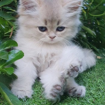 chaton British Longhair blue golden shaded Lolipop Paris Royal Cattery