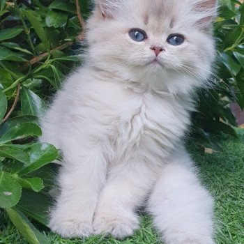 chaton British Longhair blue golden shaded Lolipop Paris Royal Cattery