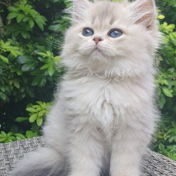 chaton British Longhair blue golden shaded Lolipop Paris Royal Cattery