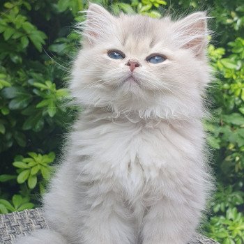 chaton British Longhair blue golden shaded Lolipop Paris Royal Cattery