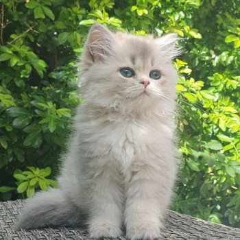 chaton British Longhair blue golden shaded Lolipop Paris Royal Cattery