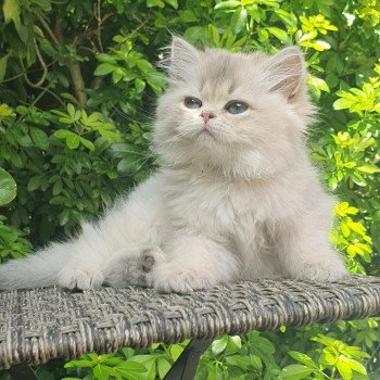 chaton British Longhair blue golden shaded Lolipop Paris Royal Cattery