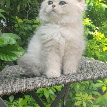 chaton British Longhair blue golden shaded Lolipop Paris Royal Cattery