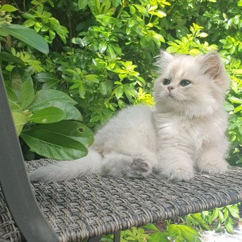 chaton British Longhair blue golden shaded Lolipop Paris Royal Cattery