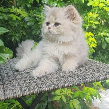 chaton British Longhair blue golden shaded Lolipop Paris Royal Cattery