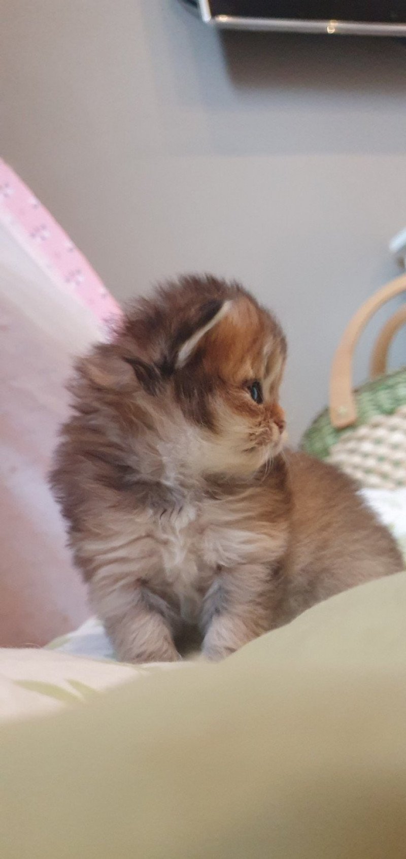 Ludwig Van Beethoven From Paris Royal Mâle British Longhair