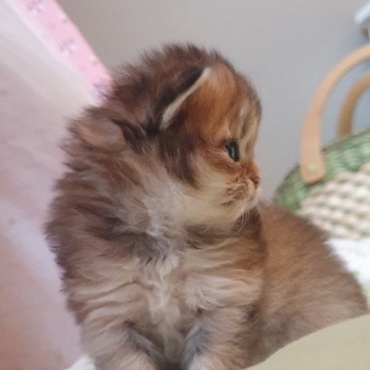 Ludwig Van Beethoven From Paris Royal Mâle British Longhair