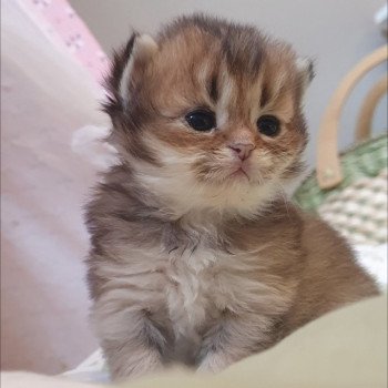 chaton British Longhair black golden shaded Ludwig Van Beethoven Paris Royal Cattery