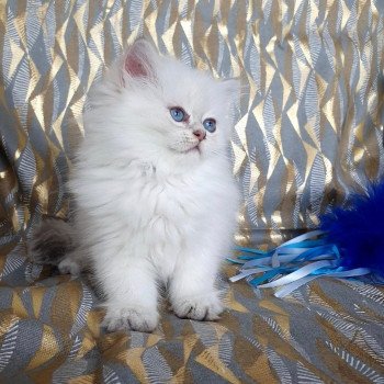 chaton British Longhair Emjy Paris Royal Cattery