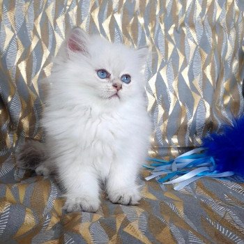 chaton British Longhair Emjy Paris Royal Cattery