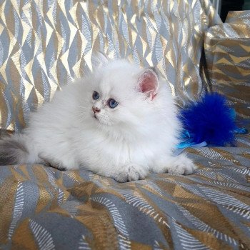 chaton British Longhair Emjy Paris Royal Cattery