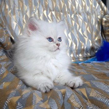 chaton British Longhair Emjy Paris Royal Cattery