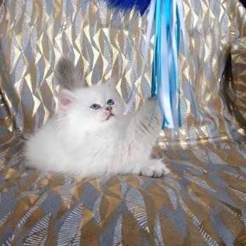 chaton British Longhair Emjy Paris Royal Cattery