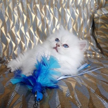 chaton British Longhair Emjy Paris Royal Cattery