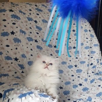 chaton British Longhair Emjy Paris Royal Cattery