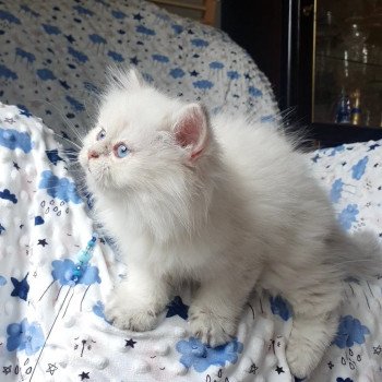 chaton British Longhair Emjy Paris Royal Cattery