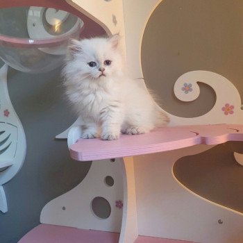 chaton British Longhair Emjy Paris Royal Cattery