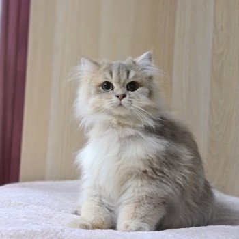 chat British Longhair Muffin Paris Royal Cattery