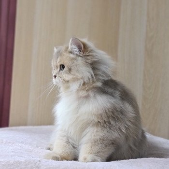 chat British Longhair Muffin Paris Royal Cattery