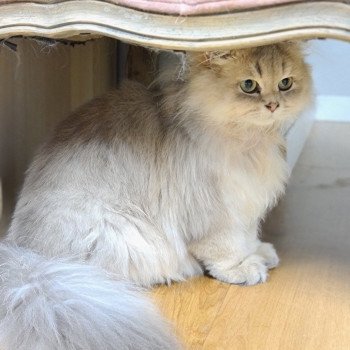 chat British Longhair Muffin Paris Royal Cattery