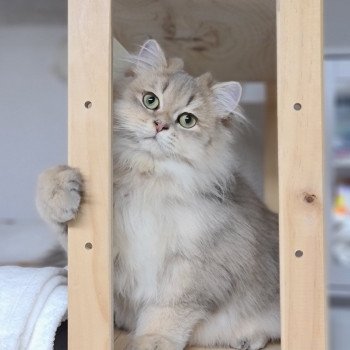 chat British Longhair Muffin Paris Royal Cattery