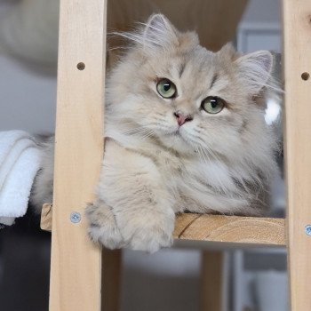 chat British Longhair Muffin Paris Royal Cattery