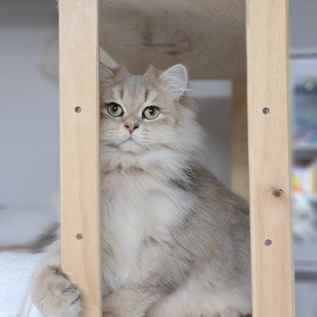 chat British Longhair Muffin Paris Royal Cattery