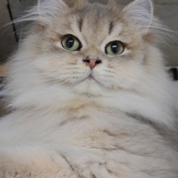 chat British Longhair Muffin Paris Royal Cattery