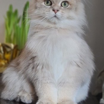 chat British Longhair Muffin Paris Royal Cattery