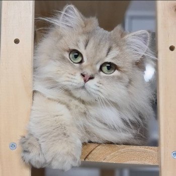 chat British Longhair Muffin Paris Royal Cattery