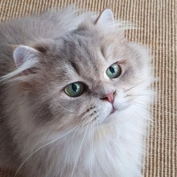 chat British Longhair Muffin Zart Paris Royal Cattery