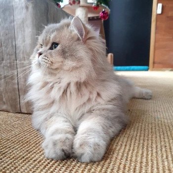 chat British Longhair Muffin Zart Paris Royal Cattery