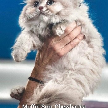 chat British Longhair Muffin Zart Paris Royal Cattery