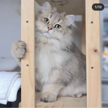 chat British Longhair Muffin Zart Paris Royal Cattery