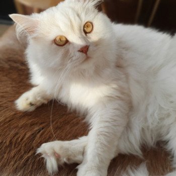 chat British Longhair red smoke Orkan II Paris Royal Cattery