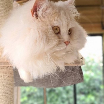 chat British Longhair red smoke Cookie Paris Royal Cattery