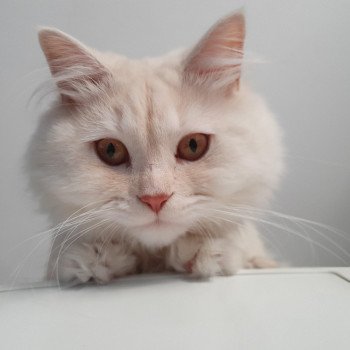 chat British Longhair red smoke ORKAN II Paris Royal Cattery