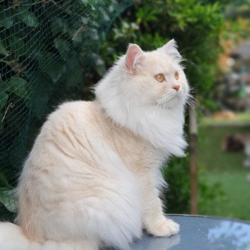 chat British Longhair red smoke ORKAN II Paris Royal Cattery