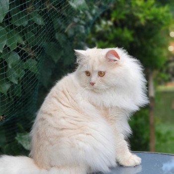 chat British Longhair red smoke ORKAN II Paris Royal Cattery