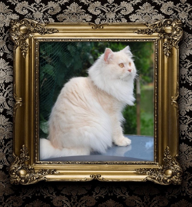Orkan II Mâle British Longhair