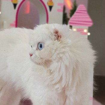 chat Highland Fold white IZZARA Paris Royal Cattery chat Highland Fold white IZZARA Paris Royal Cattery