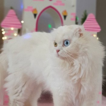 chat Highland Fold white IZZARA Paris Royal Cattery chat Highland Fold white IZZARA Paris Royal Cattery