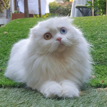 chat Highland Fold white IZZARA Paris Royal Cattery chat Highland Fold white IZZARA Paris Royal Cattery