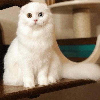 chat Scottish Fold IZZARA Paris Royal Cattery chat Scottish Fold IZZARA Paris Royal Cattery